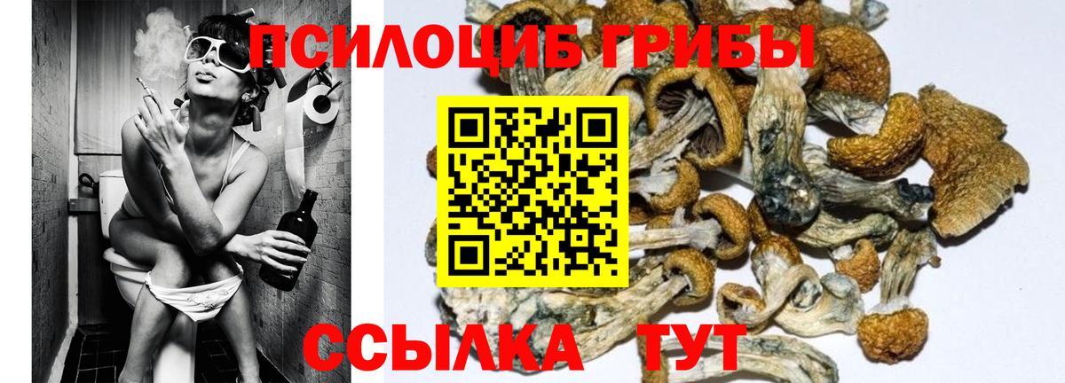 Горно-Алтайск  Галлюциногенные грибы Psilocybe  Вход с VPN 